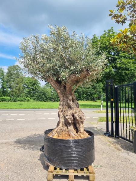 Olivenbaum mit 190cm Stammumfang - um die 180 Jahre Alt.